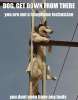 Dog, get down from there. You are not a telephone technician, you don\'t even ahe any tools.