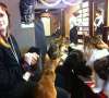 Japanese cat cafe