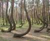 Crooked Forest