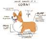 corgi